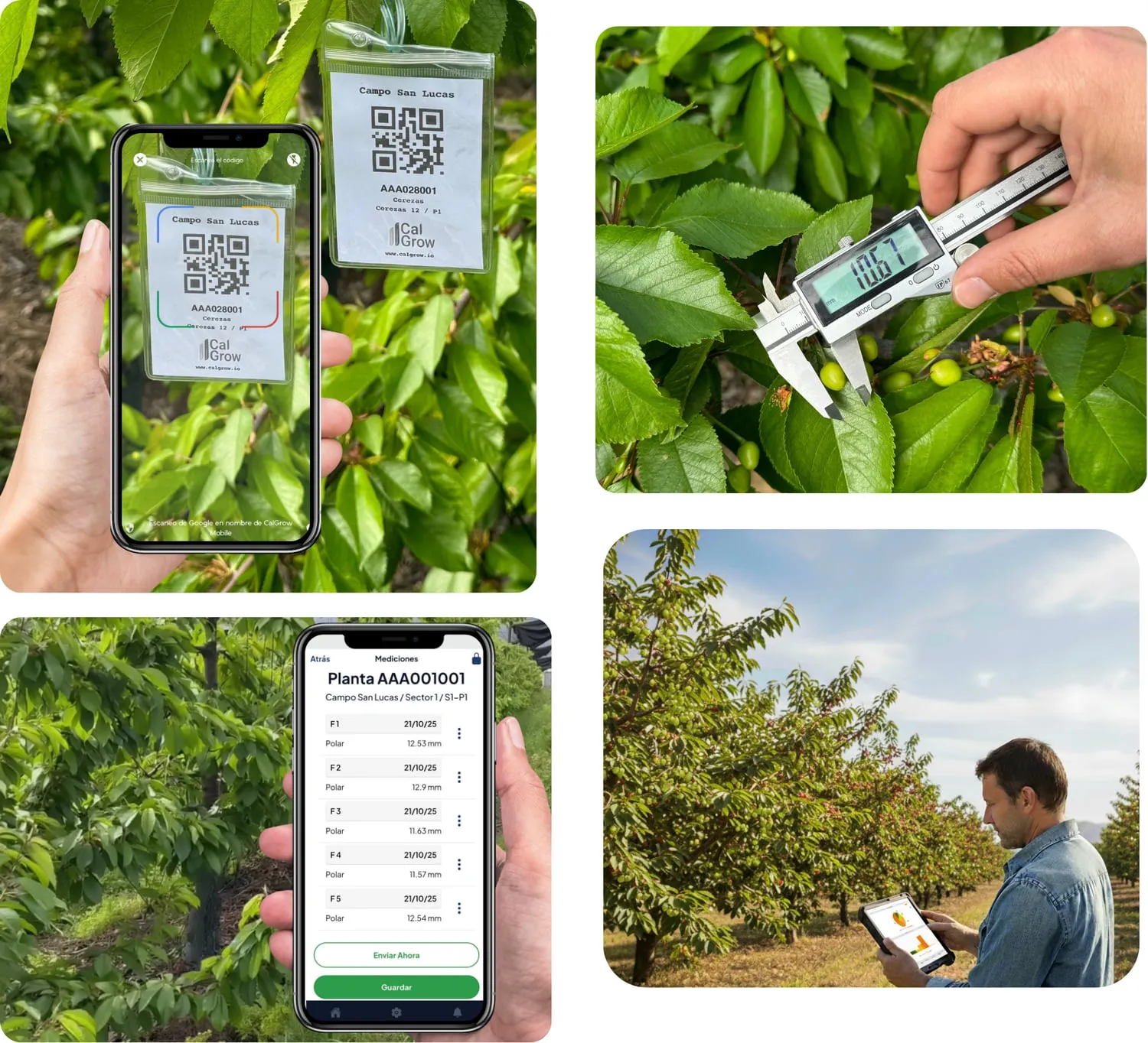 Calgrow in the field: fruit measurement, QR scanning and orchard analytics